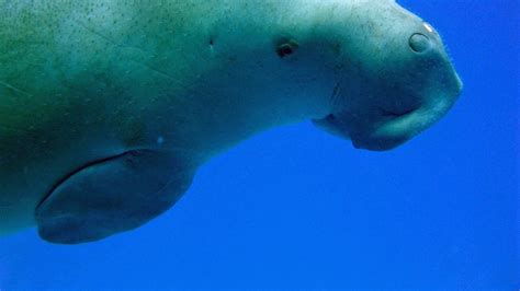 marina and dugong|Dugong Singing .